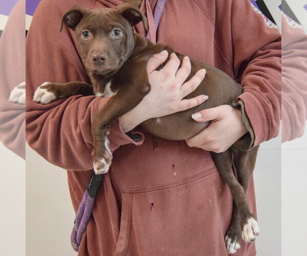 Medium Photo #9 American Pit Bull Terrier-Unknown Mix Puppy For Sale in Huntley, IL, USA