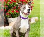 Small #1 American Staffordshire Terrier
