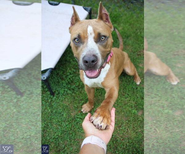 Medium Photo #11 Mutt Puppy For Sale in Lockport, NY, USA