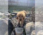 Small Photo #3 Goldendoodle Puppy For Sale in BEECH GROVE, IN, USA