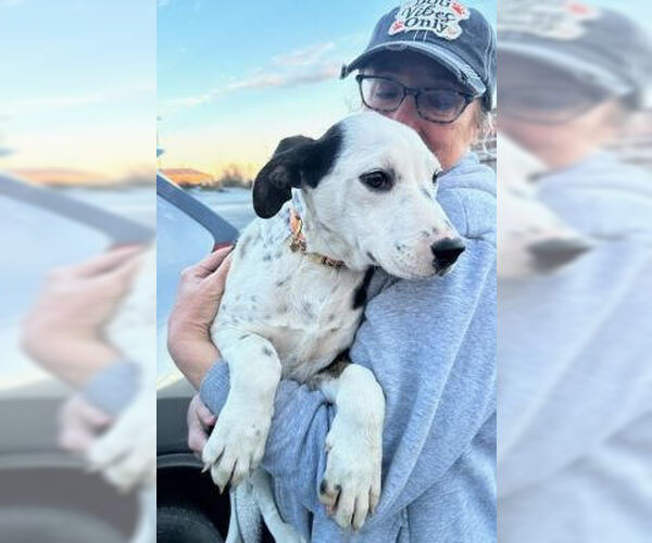 Medium Photo #1 Borador Puppy For Sale in Mt. Laurel, NJ, USA