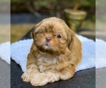 Small Photo #8 Shih Tzu Puppy For Sale in BUFORD, GA, USA