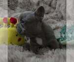Small #1 French Bulldog