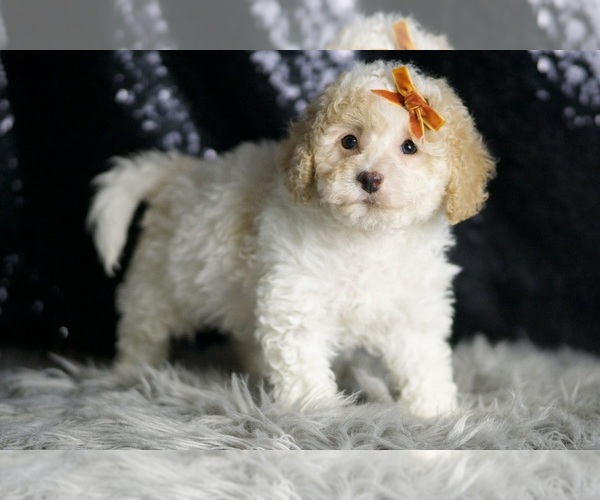 Medium Photo #3 Maltipoo (Miniature) Puppy For Sale in WARSAW, IN, USA
