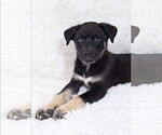 Small #8 Siberian Husky Mix