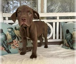 Small #12 American Staffordshire Terrier-Labrador Retriever Mix