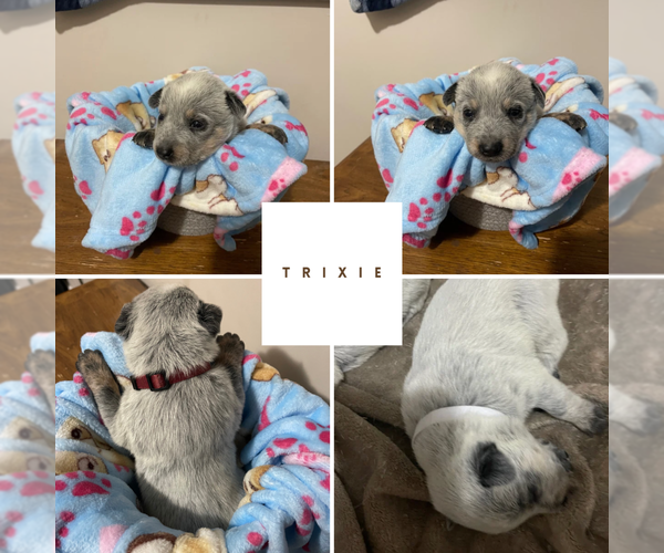 Medium Photo #4 Australian Cattle Dog Puppy For Sale in Barrie, Ontario, Canada