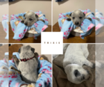 Small Photo #4 Australian Cattle Dog Puppy For Sale in Barrie, Ontario, Canada