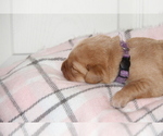 Small #8 Labrador Retriever