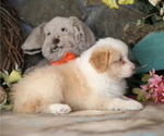 Small #4 Australian Shepherd