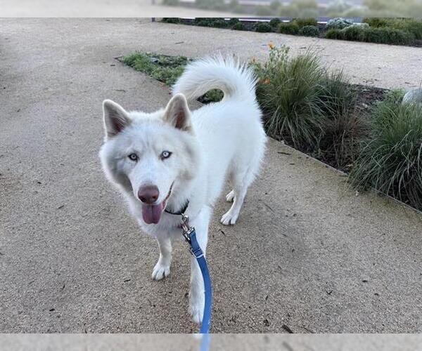 Medium Photo #1 Siberian Husky Puppy For Sale in Berkeley , CA, USA
