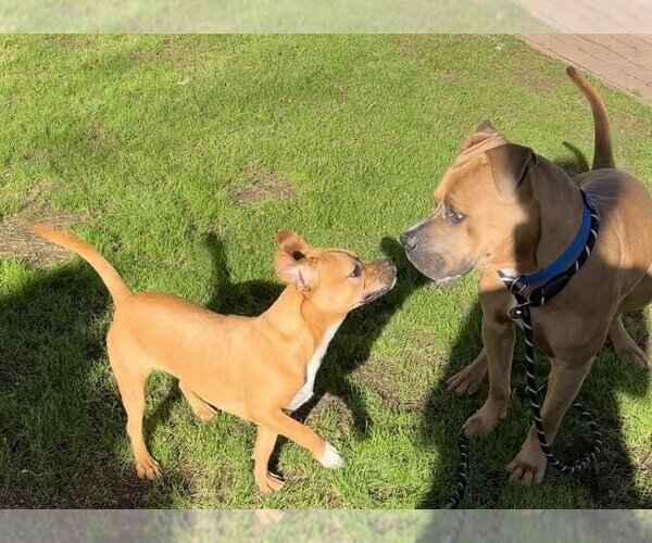Medium Photo #1 American Pit Bull Terrier-American Staffordshire Terrier Mix Puppy For Sale in Phoenix, AZ, USA