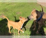 Small American Pit Bull Terrier-American Staffordshire Terrier Mix