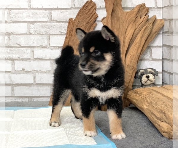 Medium Photo #7 Shiba Inu Puppy For Sale in SAN DIEGO, CA, USA