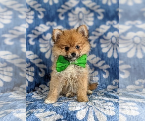 Medium Photo #1 Pomeranian Puppy For Sale in OXFORD, PA, USA