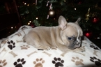 Small Photo #1 French Bulldog Puppy For Sale in Marysville , WA, USA