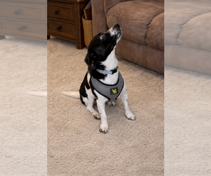 Mutt Dogs for adoption in Macon, MO, USA