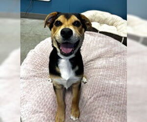 Australian Shepherd Dogs for adoption in Salinas, CA, USA