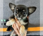 AKC Huba Huba - Male Chihuahua Puppy for Sale - Photo #3