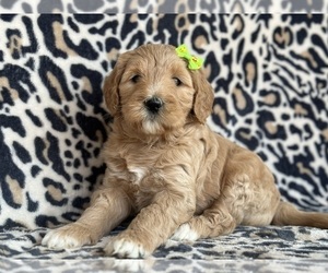 Goldendoodle (Miniature) Puppy for sale in LANCASTER, PA, USA
