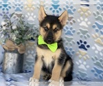 Small Photo #2 German Shepherd Dog-Siberian Husky Mix Puppy For Sale in LANCASTER, PA, USA