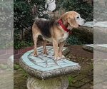 Small #11 Beagle