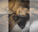 Small Photo #19 Malinois Puppy For Sale in SAN MARCOS, CA, USA