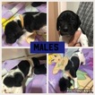 Small Photo #5 German Shorthaired Pointer Puppy For Sale in MOUNT PLYMOUTH, FL, USA