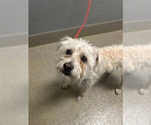 Mutt Dogs for adoption in Las Vegas, NV, USA