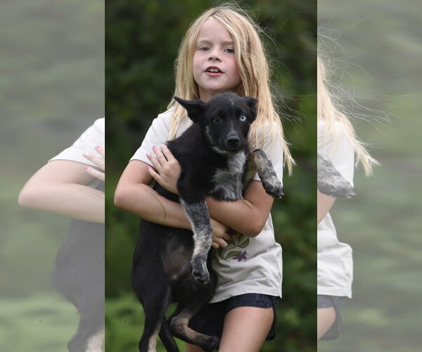 Medium Photo #6 Mutt Puppy For Sale in Mechanicsburg, PA, USA