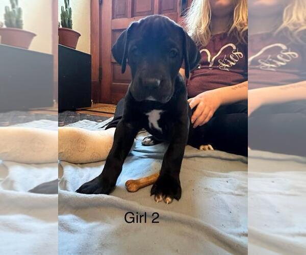 Medium Photo #1 Great Dane Puppy For Sale in RUSSELL, IA, USA