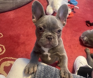 French Bulldog Puppy for sale in NEW YORK, NY, USA