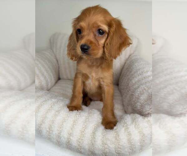 Medium Photo #1 Cocker Spaniel Puppy For Sale in GLEN ALLEN, VA, USA