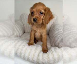 Cocker Spaniel Puppy for sale in GLEN ALLEN, VA, USA