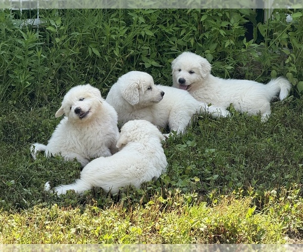 Medium Photo #1 Great Pyrenees Puppy For Sale in PEACE VALLEY, MO, USA