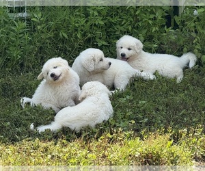 Great Pyrenees Puppy for sale in PEACE VALLEY, MO, USA