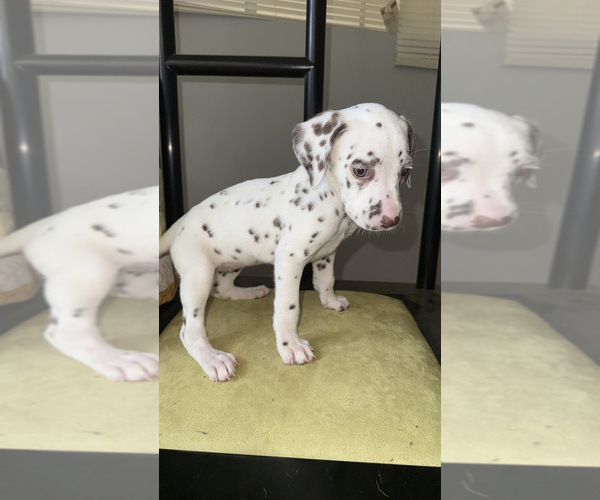 Medium Photo #11 Dalmatian Puppy For Sale in DECATUR, GA, USA