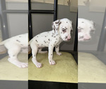 Small #10 Dalmatian