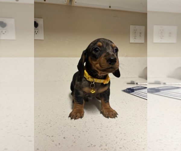 Medium Photo #4 Dachshund Puppy For Sale in SAN BERNARDINO, CA, USA