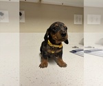 Small #3 Dachshund