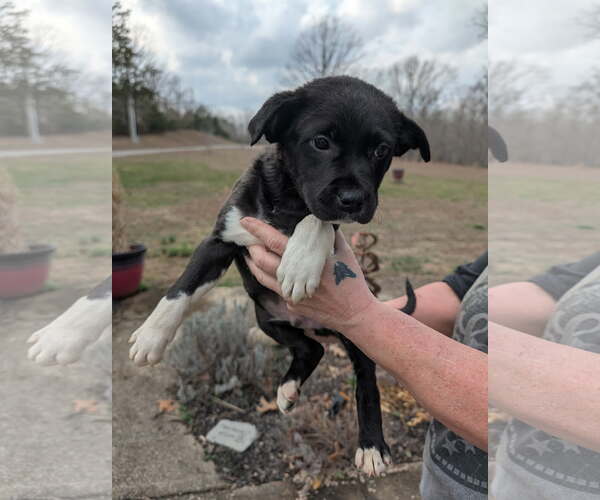 Medium Photo #5 Labrador Retriever-Unknown Mix Puppy For Sale in SHERBURNE, NY, USA