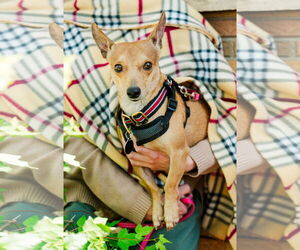 Chiweenie Dogs for adoption in St. Louis Park, MN, USA
