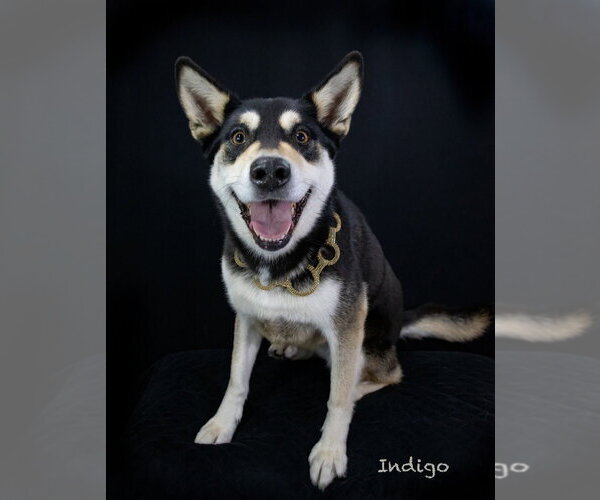 Medium Photo #5 Siberian Husky-Unknown Mix Puppy For Sale in Hot Springs Village, AR, USA