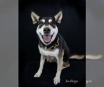 Small #4 Siberian Husky Mix