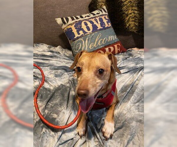 Medium Photo #3 Dachshund Puppy For Sale in Tampa, FL, USA