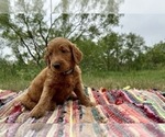 Small #4 Goldendoodle