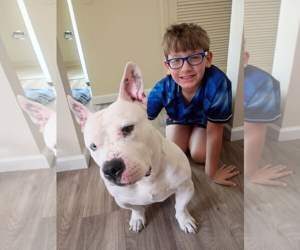 Medium Photo #9 Bulldog-Staffordshire Bull Terrier Mix Puppy For Sale in Rootstown, OH, USA