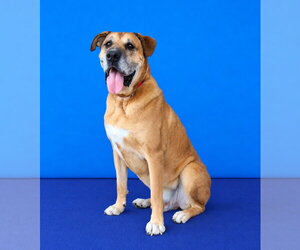 BULLWINKLE - Male Mastiff-Unknown Mix Dog for Adoption - Photo #2
