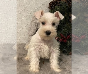 Schnauzer (Miniature) Puppy for sale in SENECA FALLS, NY, USA