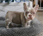 Small #1 French Bulldog